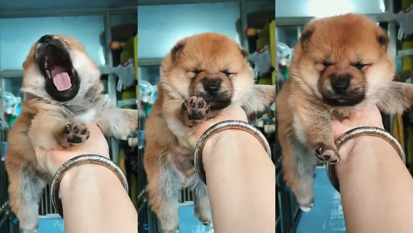 被咬的舌头好了以后,柴犬再次开启作死模式