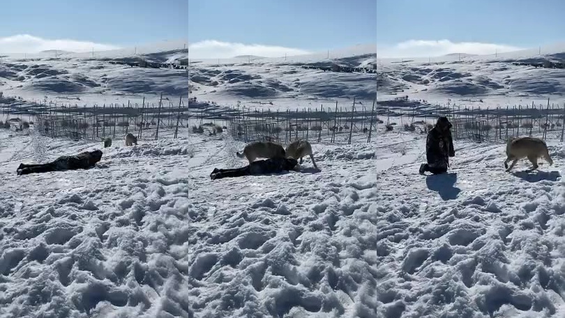 两只狼雪地里抓兔子,兔子好像跑的不快