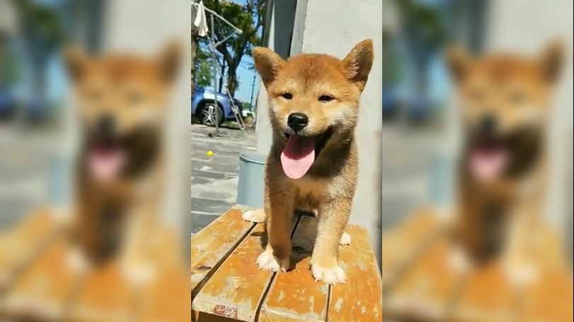 被咬的舌头好了以后柴犬再次开启作死模式