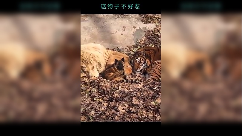用假老虎吓狗,吓死狗了这是