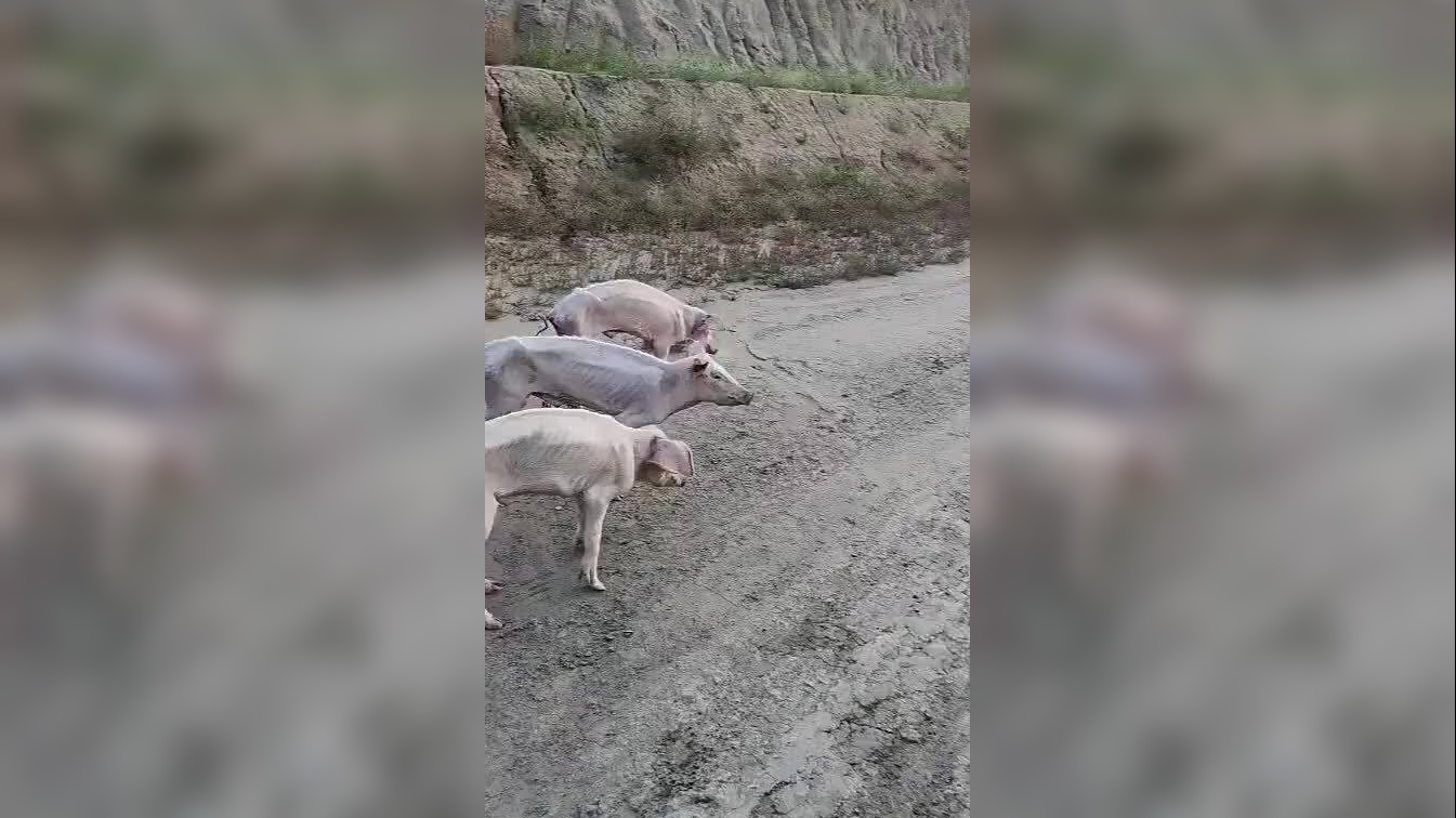 "杀猪姐"人如其名,上台拉票一开嗓评委都佩服,唱功有目共睹