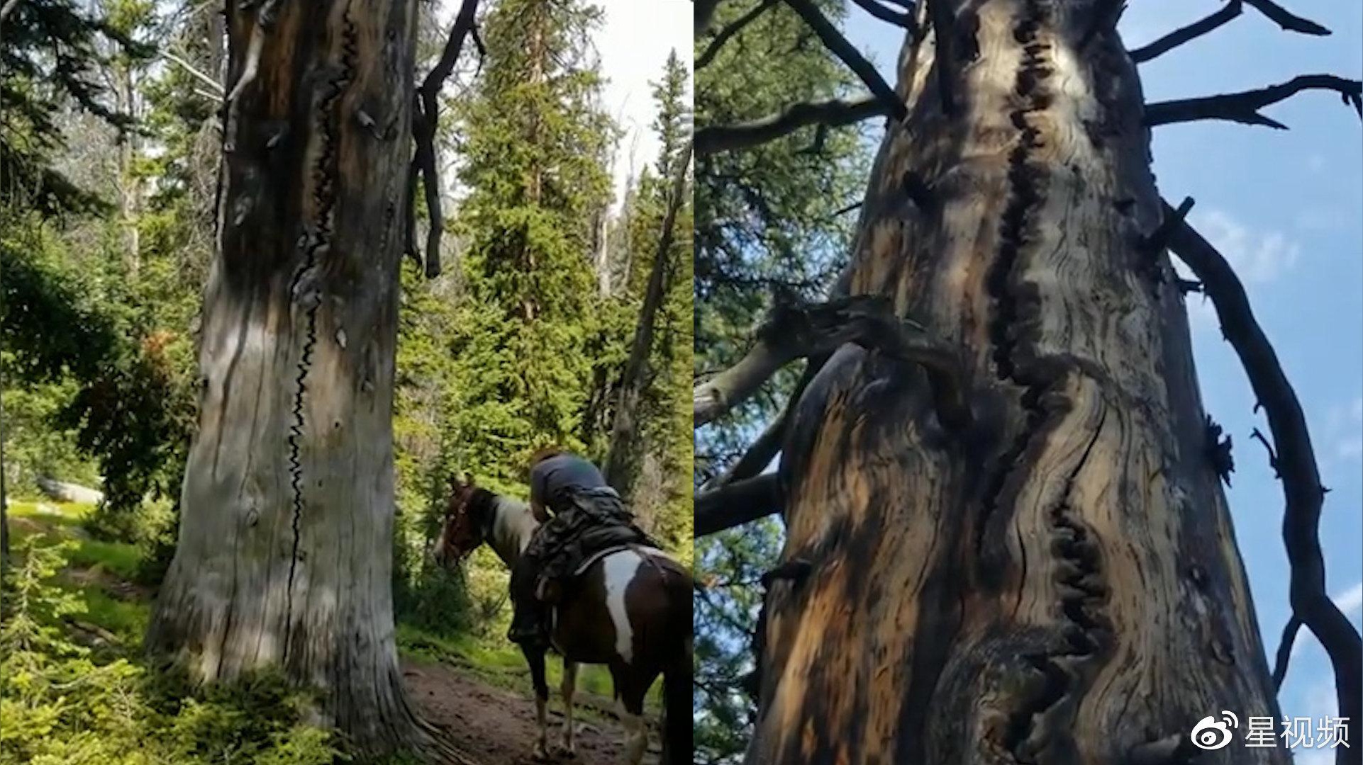 原来天魔琴的克星是阴阳雷电鼓啊什么原理呢