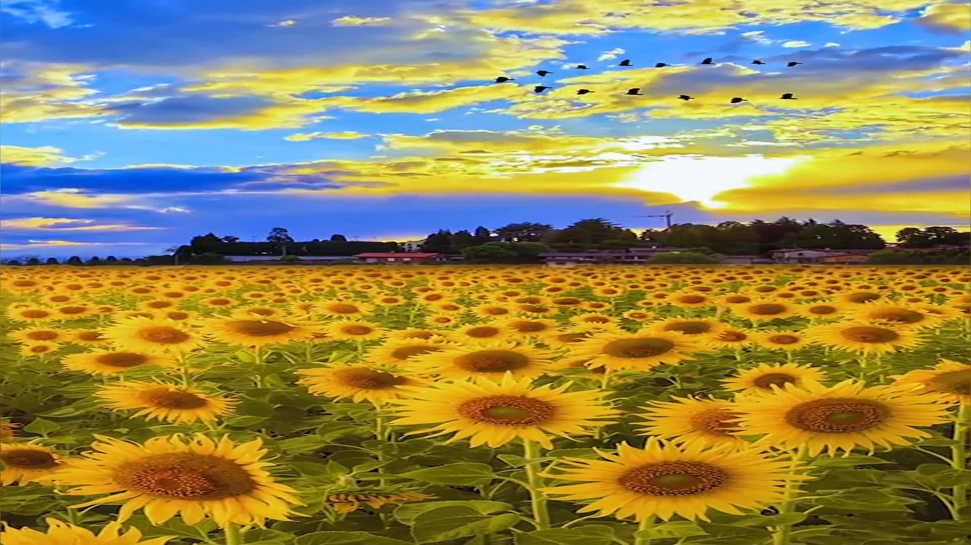 《王馨平_汤宝如_黎瑞恩-千个太阳 》,十分好听!