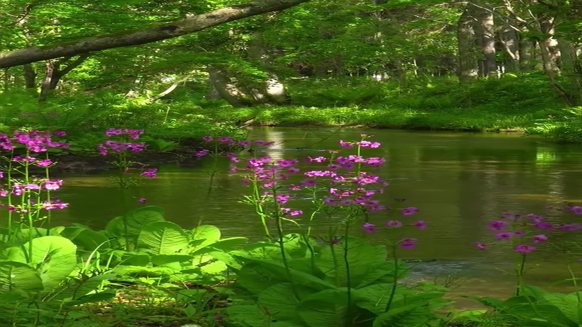 姑娘闲居山里茅草屋,山水为伍,花草为伴,自耕自种,与世隔绝