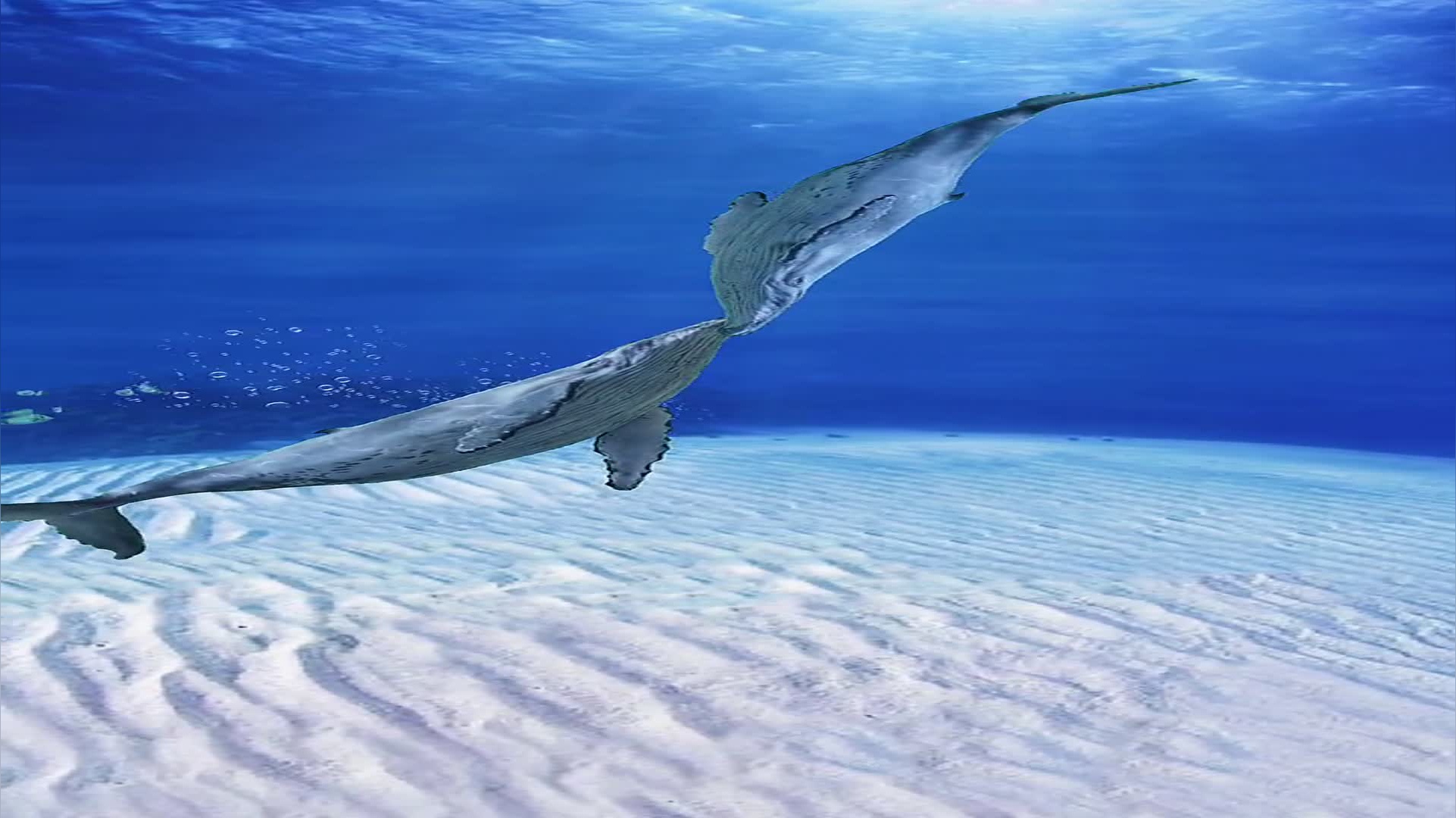 浙江台州:12头瓜头鲸搁浅 其中3头死亡