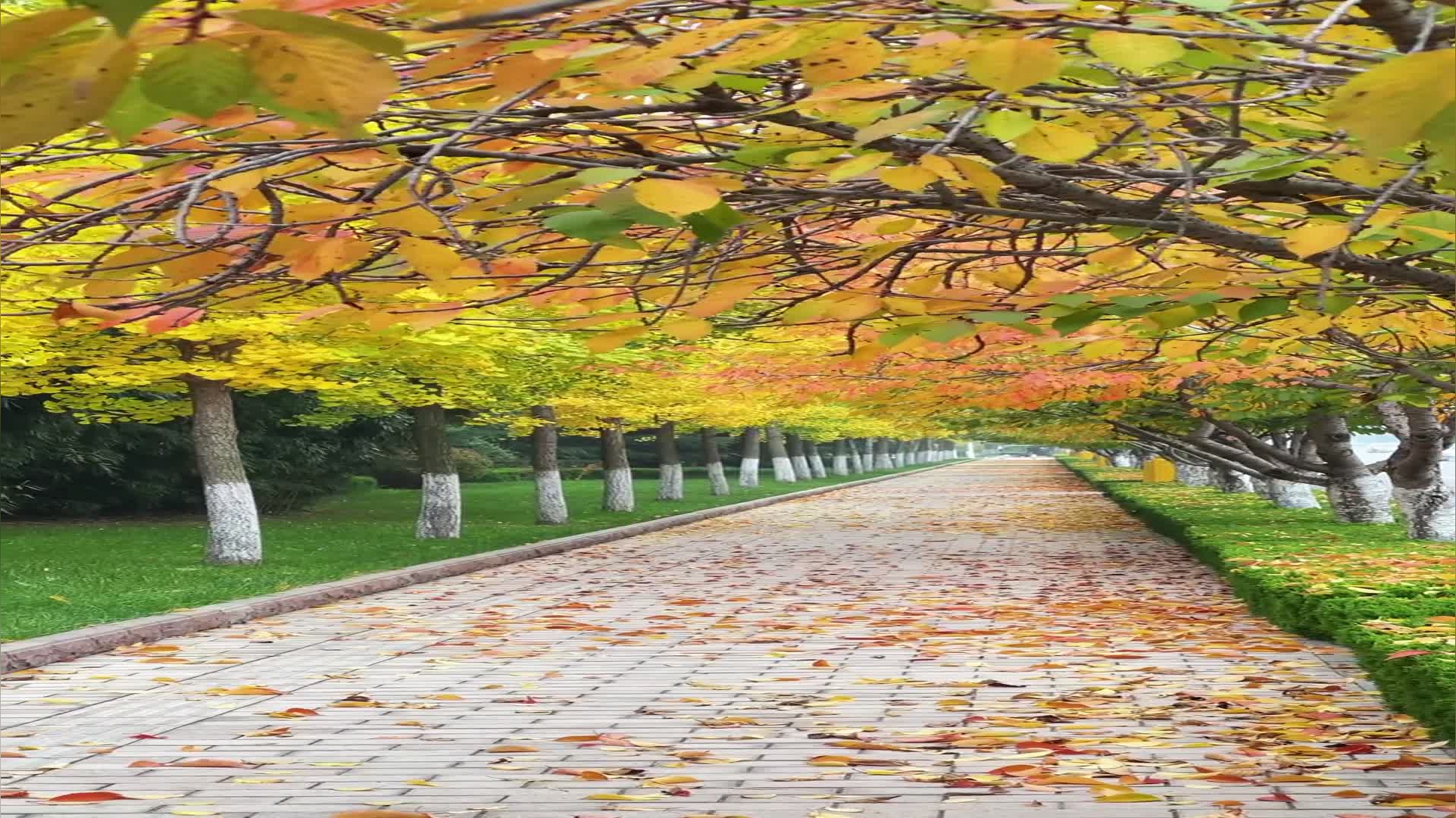 北京玉渊潭公园樱花进入最佳观赏期:早,中,晚樱次第开放 满园缤纷