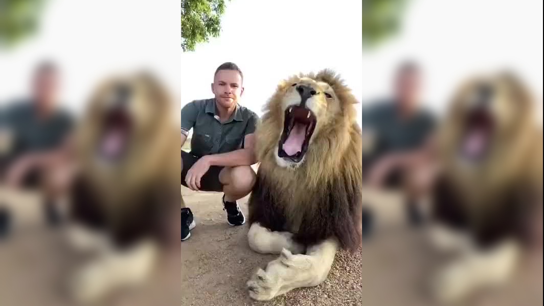 狮子狩猎水牛,牛角竟刺入狮子的前肢!状况非常危险|自然传奇