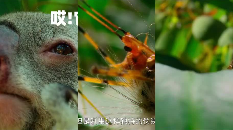 死虫子变式训练——借助瑜伽球来增加难度