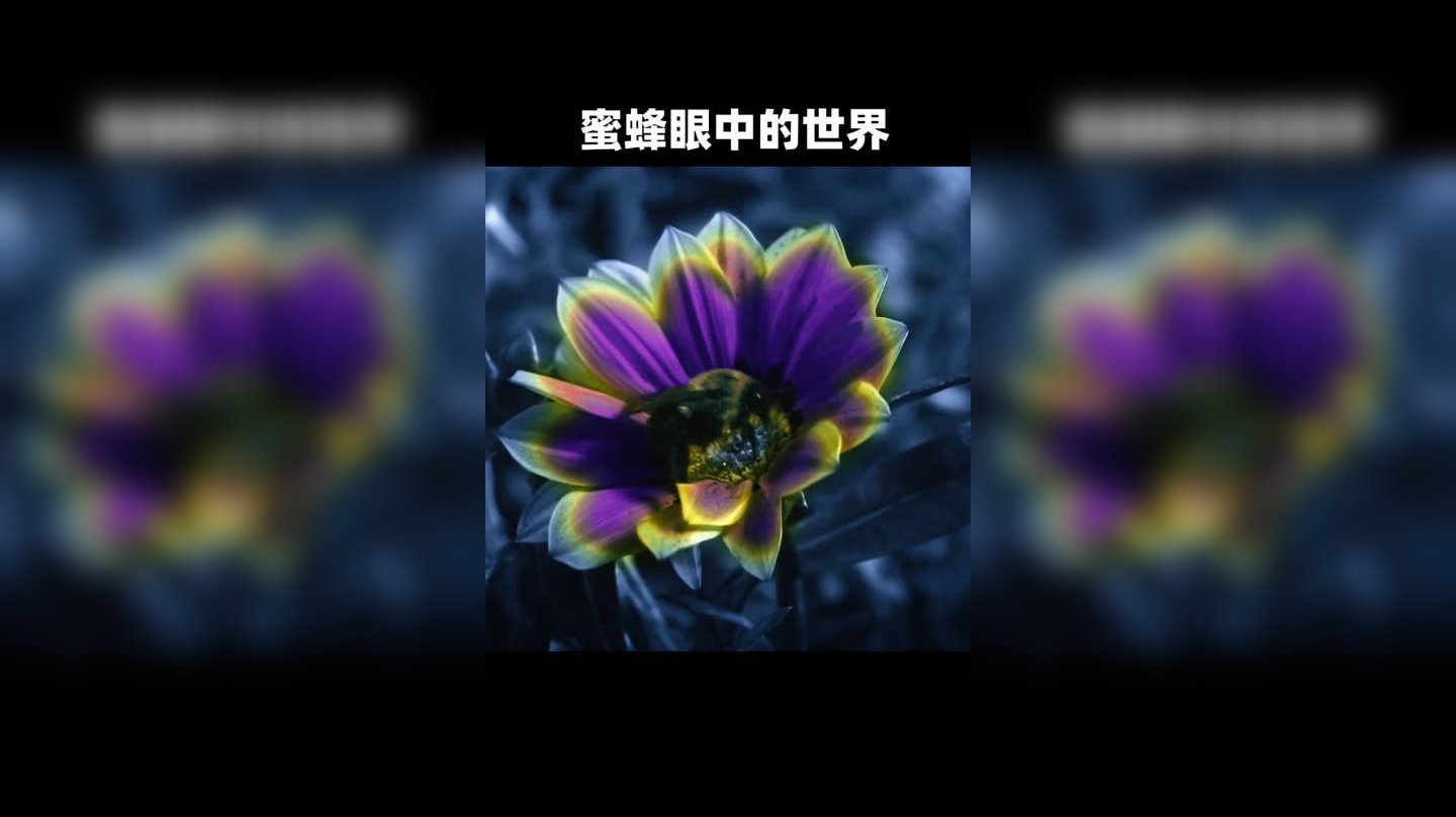 蜜蜂是利用紫外线观察世界的,人类看不到的光波,它可以