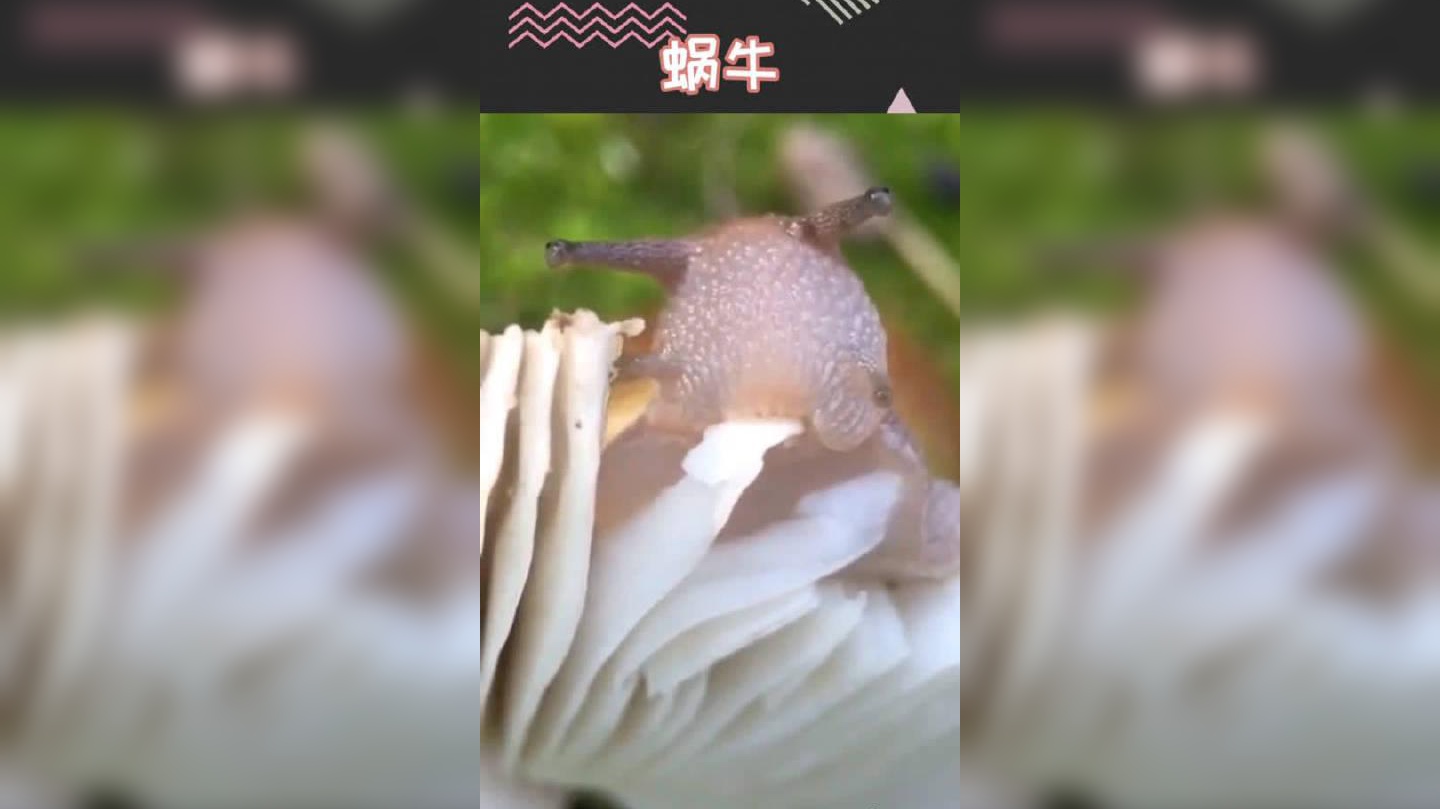 蜗牛一口吞下整条蚯蚓真是万万没想到