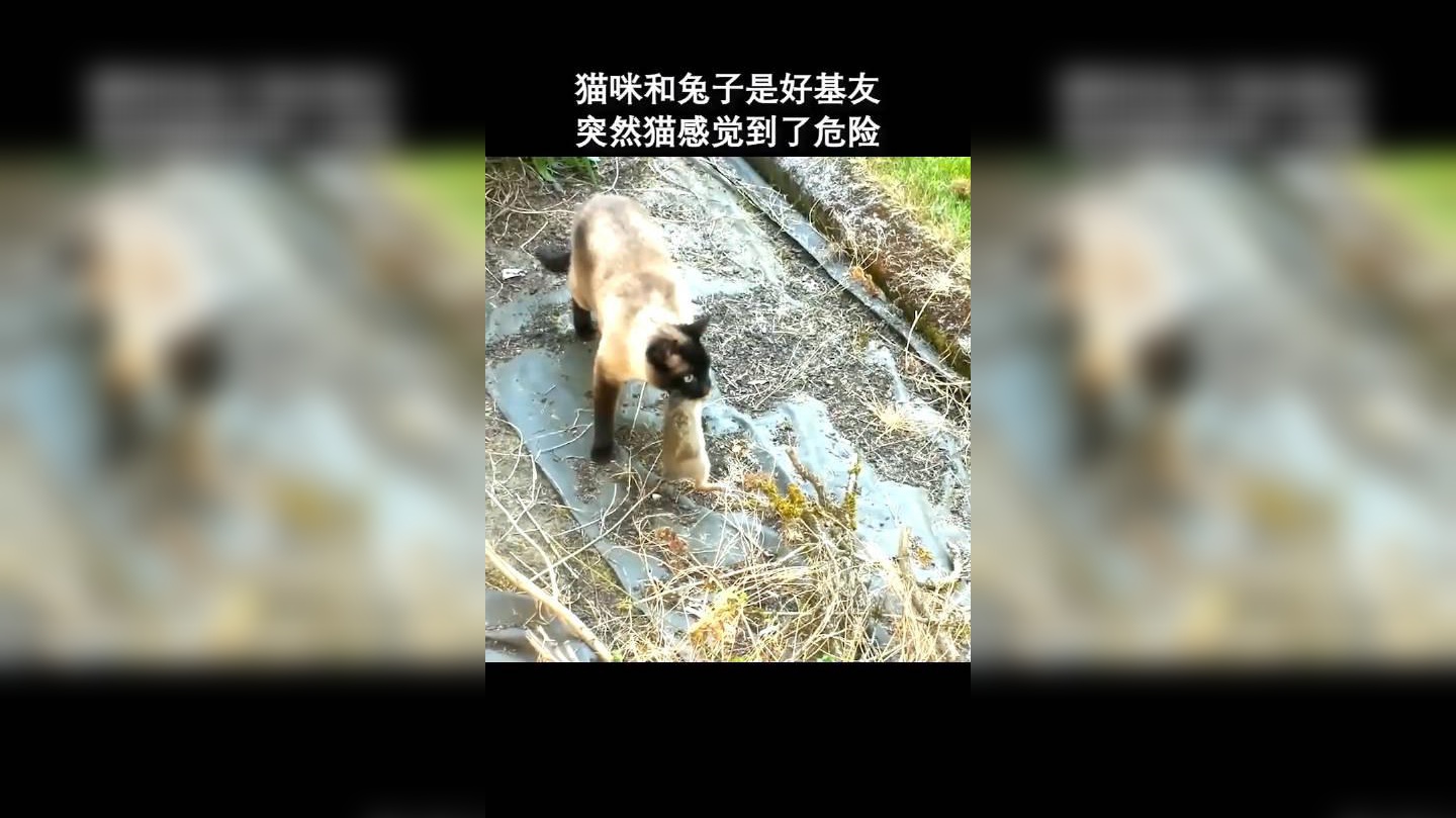 抓兔子为什么不能抓耳朵,你知道是什么吗?我也是第一次听说