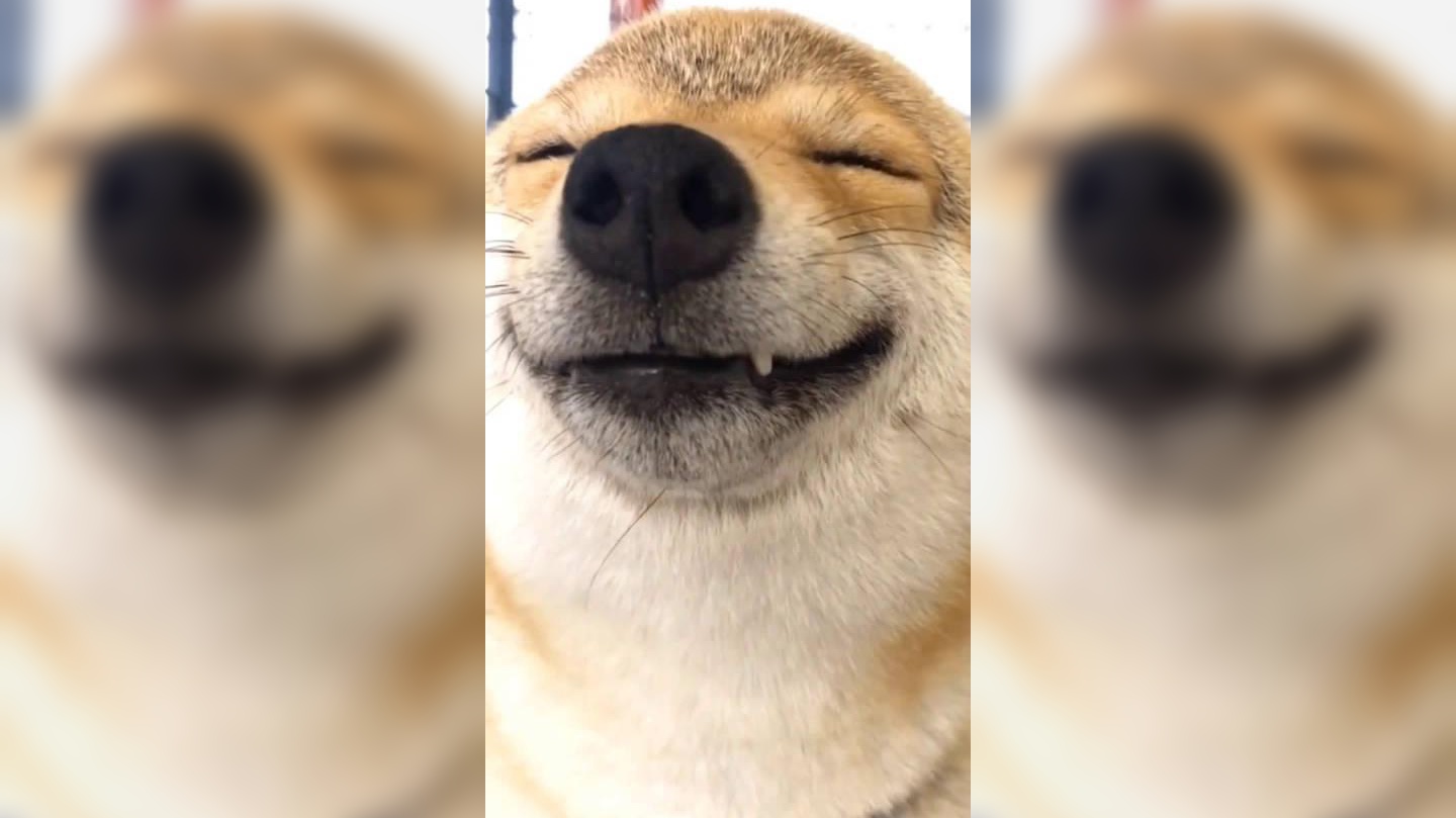 一梳头就笑开花的柴犬这单纯的笑容太治愈了