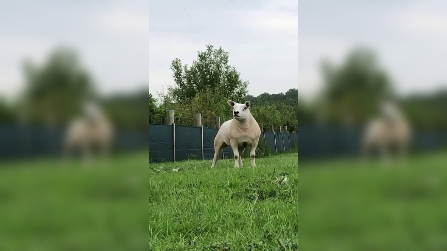 羊头狗身的神兽,有大神科普下这是个啥生物吗?