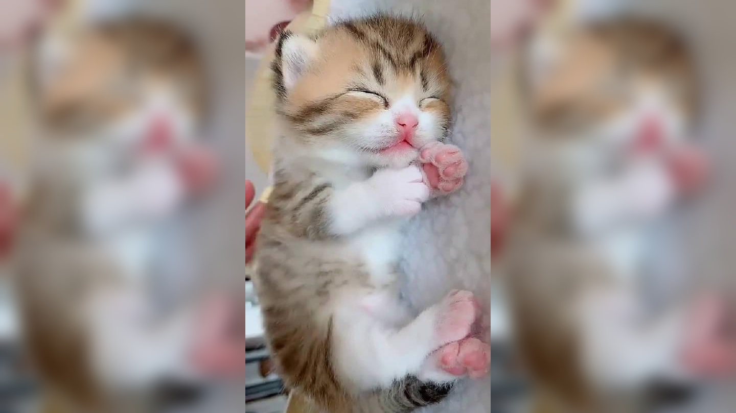 粑粑在逗猫猫玩,最后跑向粑粑那边,不玩了