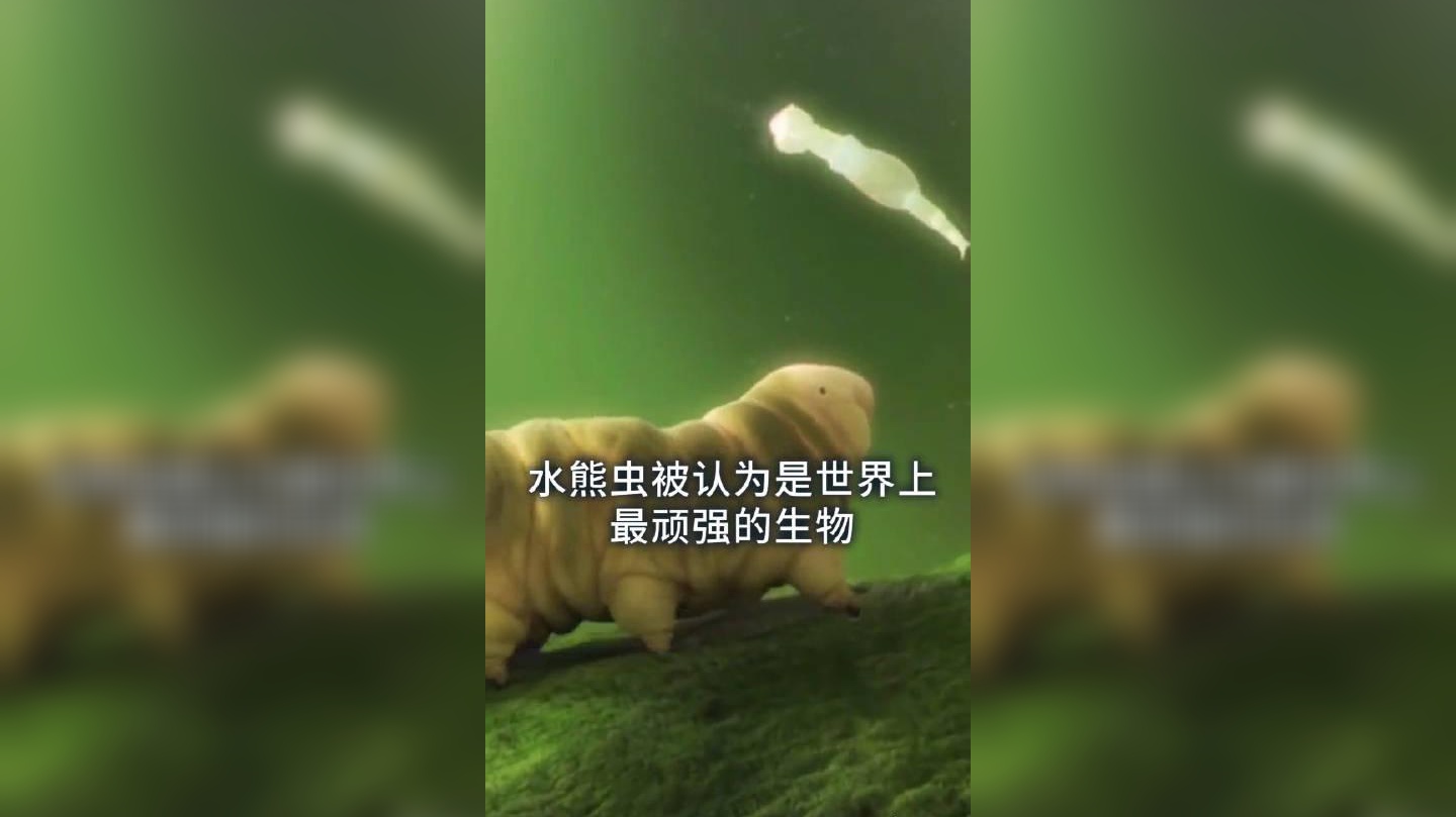 如何才能找到一只水熊虫,并用最简单快捷的方式杀死它?