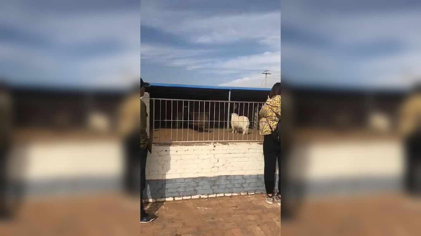 敏盖绒山羊产业园为鄂尔多斯羊绒集团供应羊绒