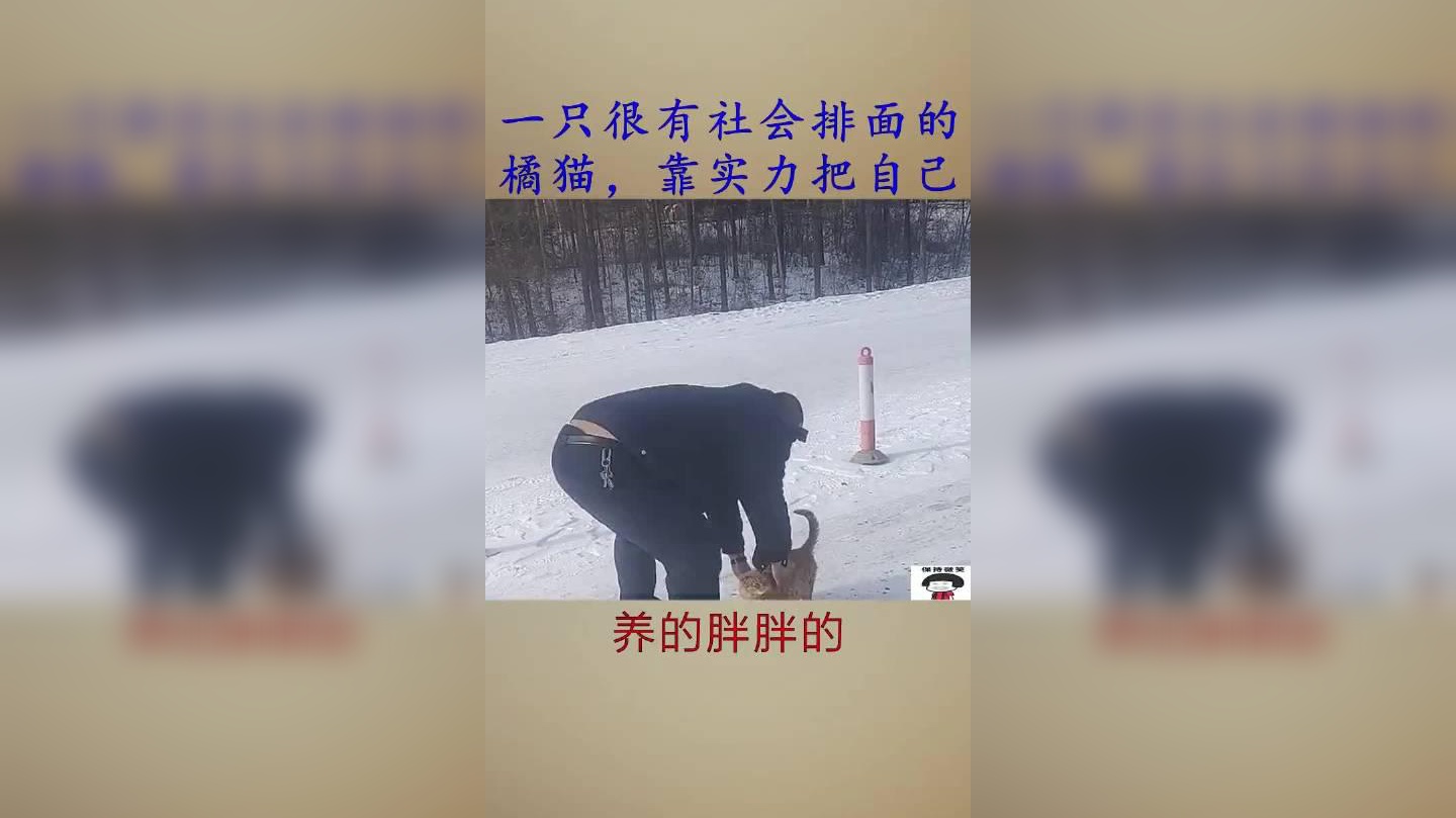 橘猫:你们俩什么意思?无视我的存在?