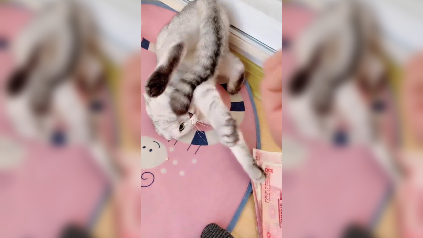 猫咪偷偷来看萌娃,小心翼翼走到床边,简直太可爱了!