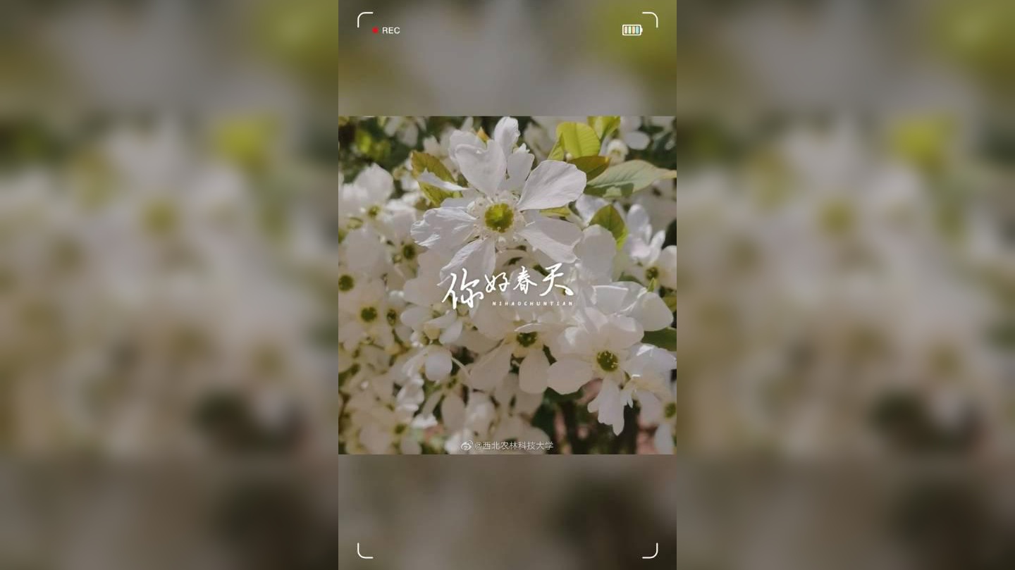 江西新余:莫负好春光 采茶正当时