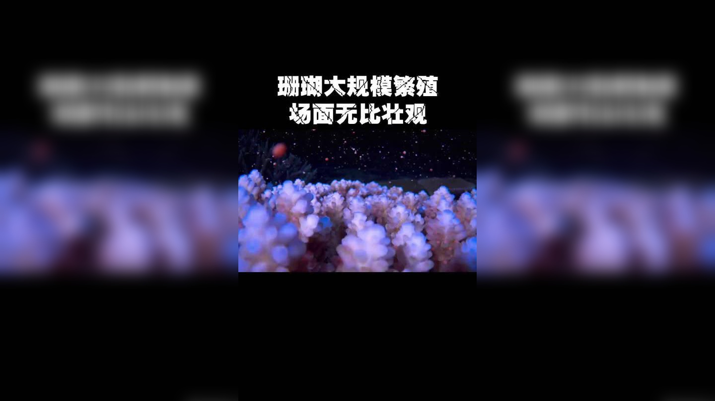 贝巴的锦湖回旋听过没有?我林皇回旋怎么样?
