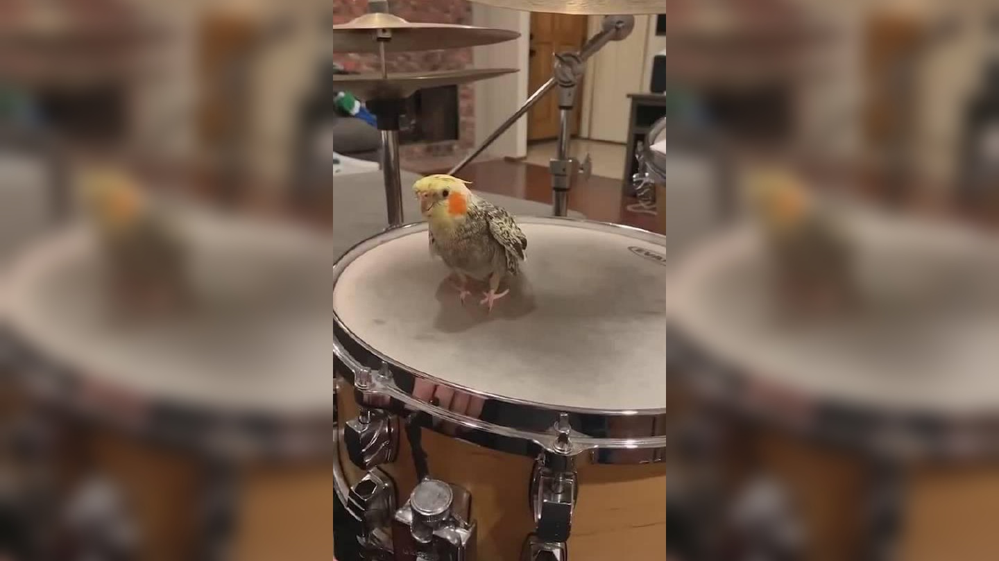 小鹦鹉竟然还会学打鼓,真是无所不能