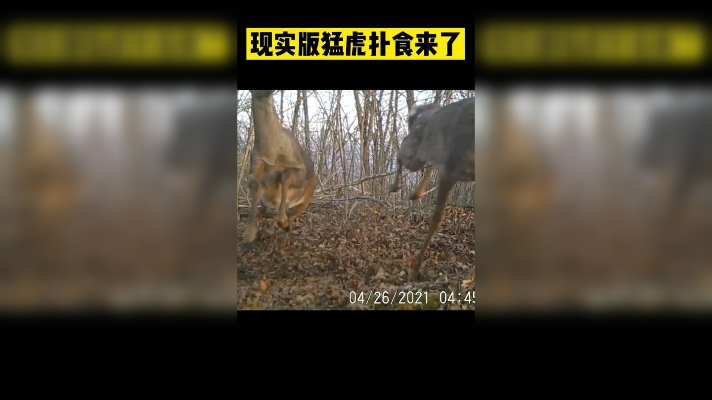 猛虎扑食来了!