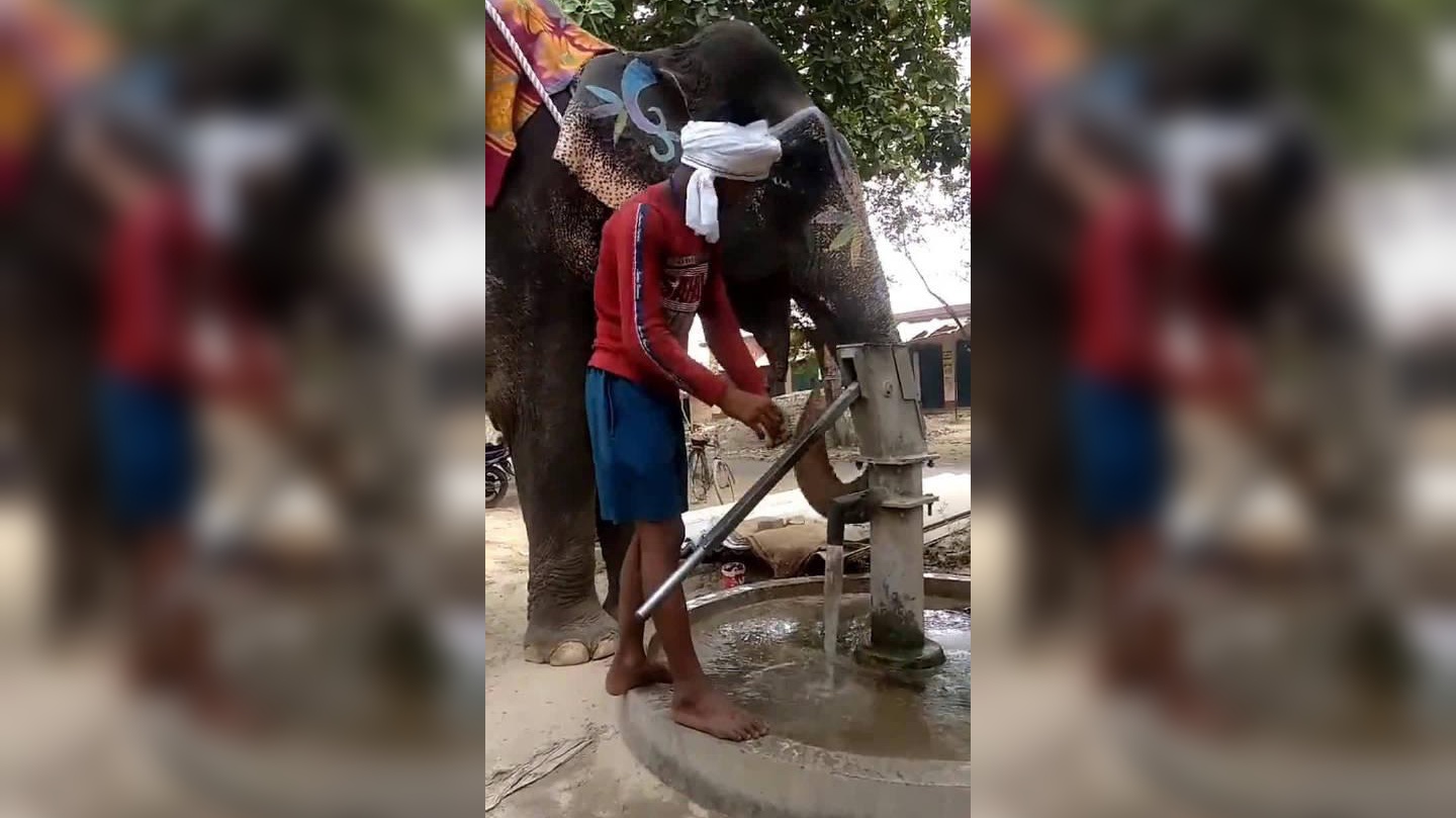 昆明一动物园大象再被喂食塑料袋,目前大象已将塑料袋排出