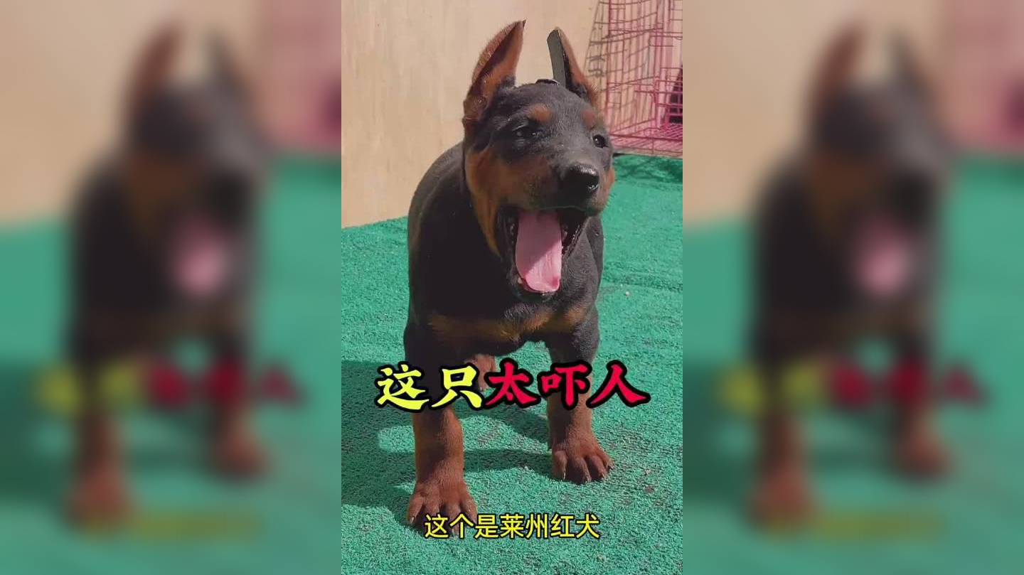 对付这种"加塞狗"就得这么治,坚决不能惯着