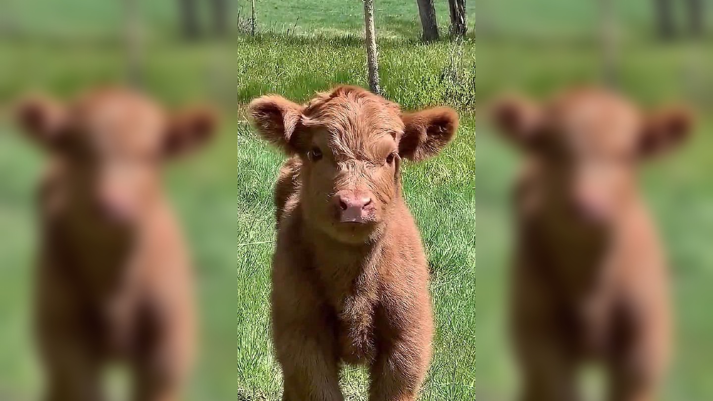 小蛮牛把大蛮牛撞火啦