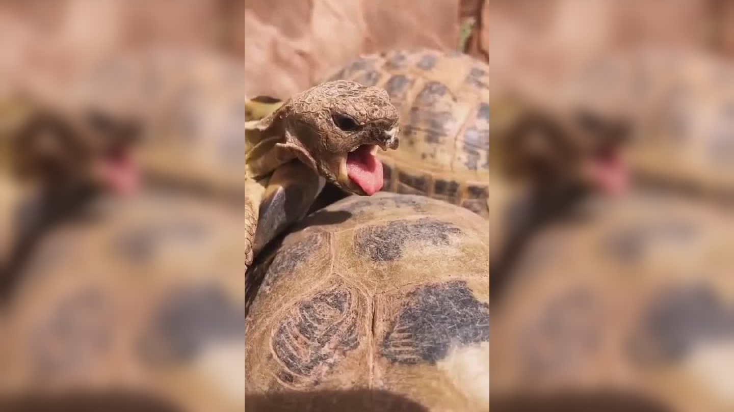 原来乌龟还有舌头