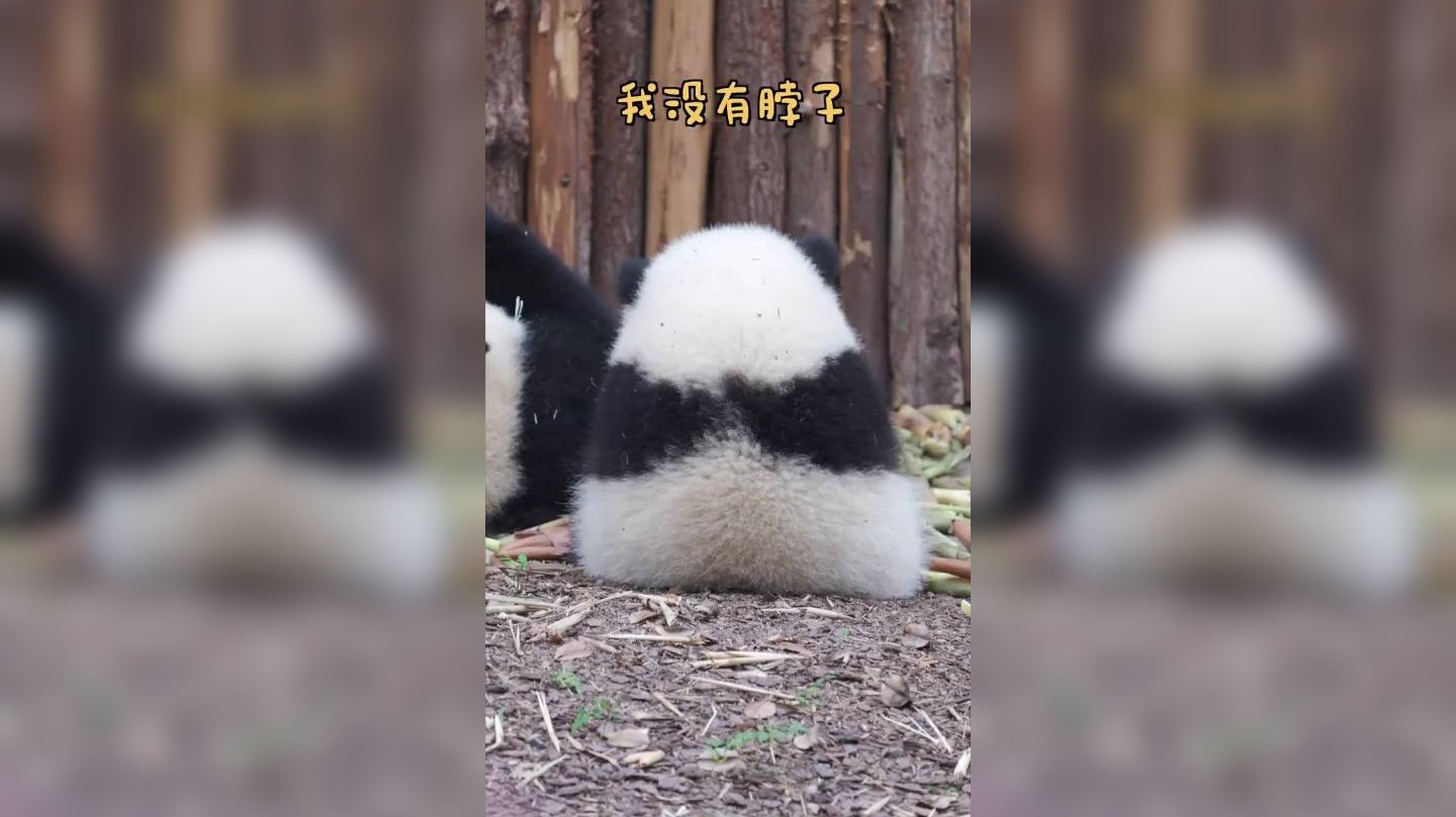 大熊猫传奇:功夫不负有心人,兄妹俩准备的食物成功引出大熊猫!