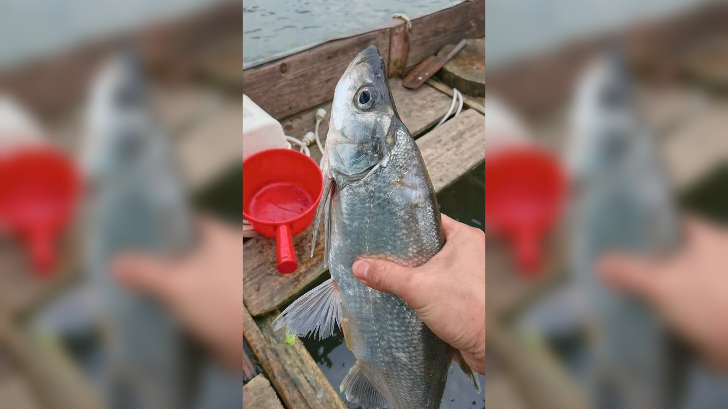 和顺鱼又称翘嘴鲃,条鱼,白鱼,翘壳,白丝和拗颈鱼