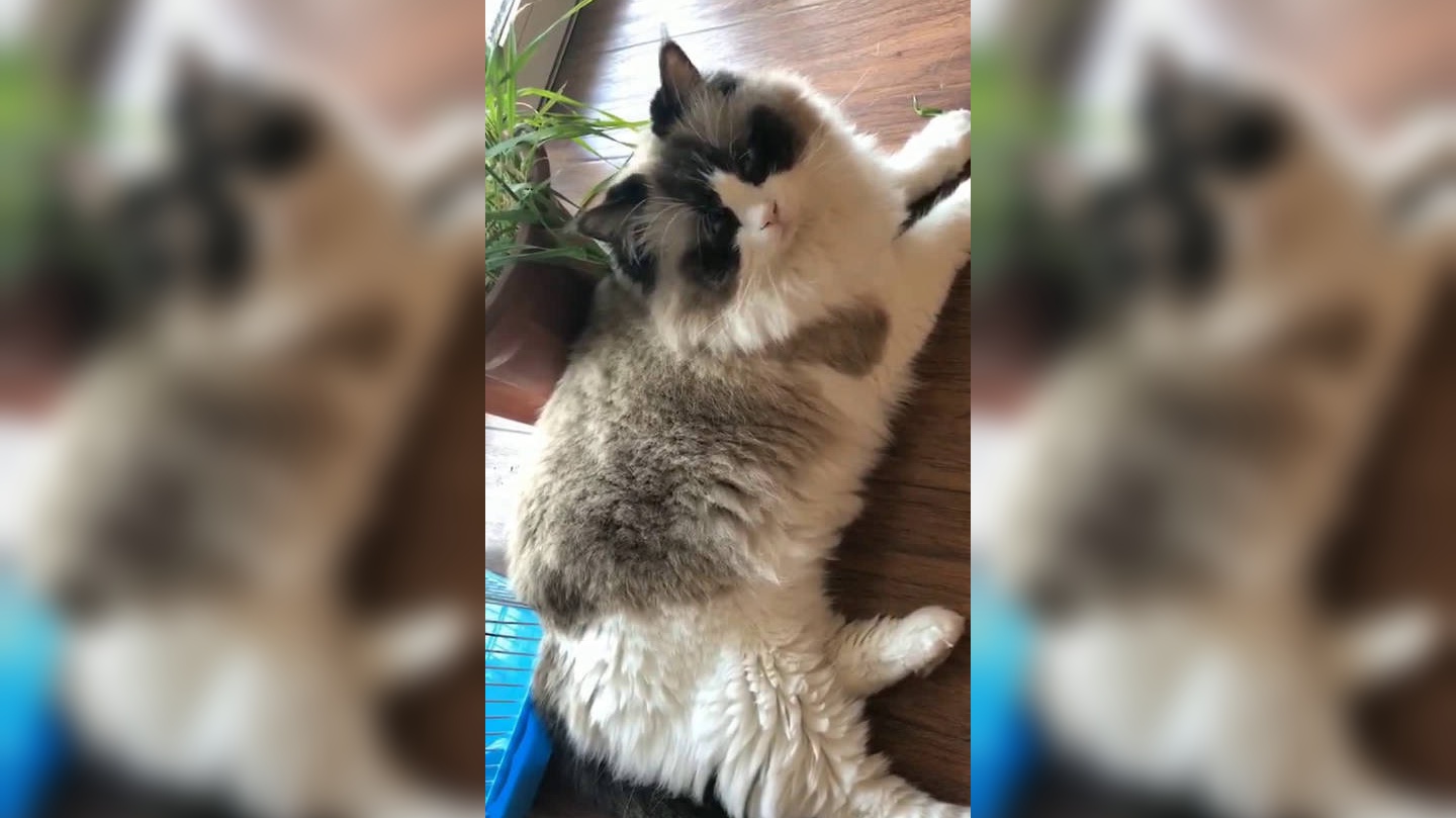 买了一只特别漂亮的布偶猫,取名为安安,这钱花得值吗?