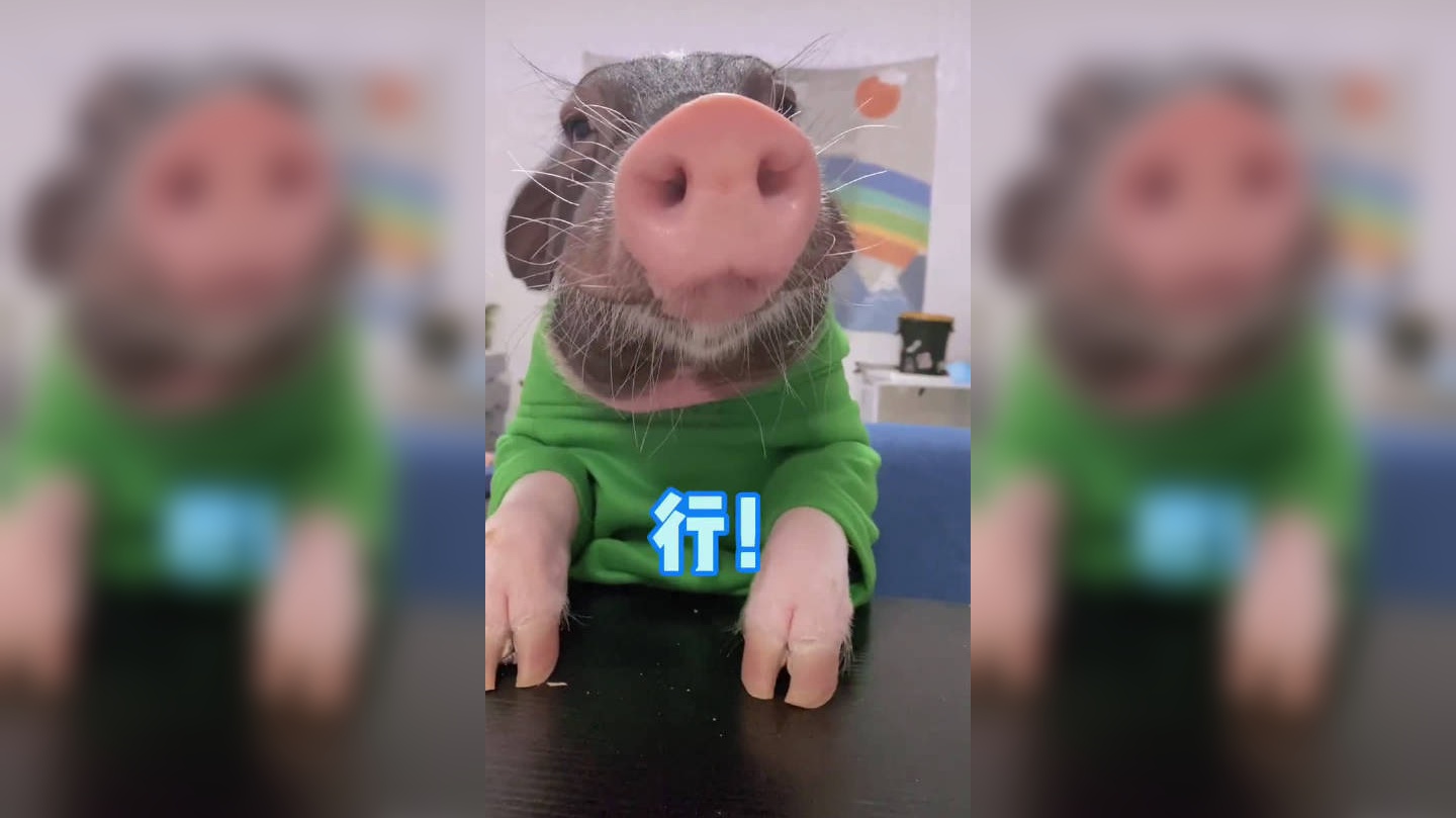 我们一起坐等好消息吧!勇敢猪猪不怕困难啊!