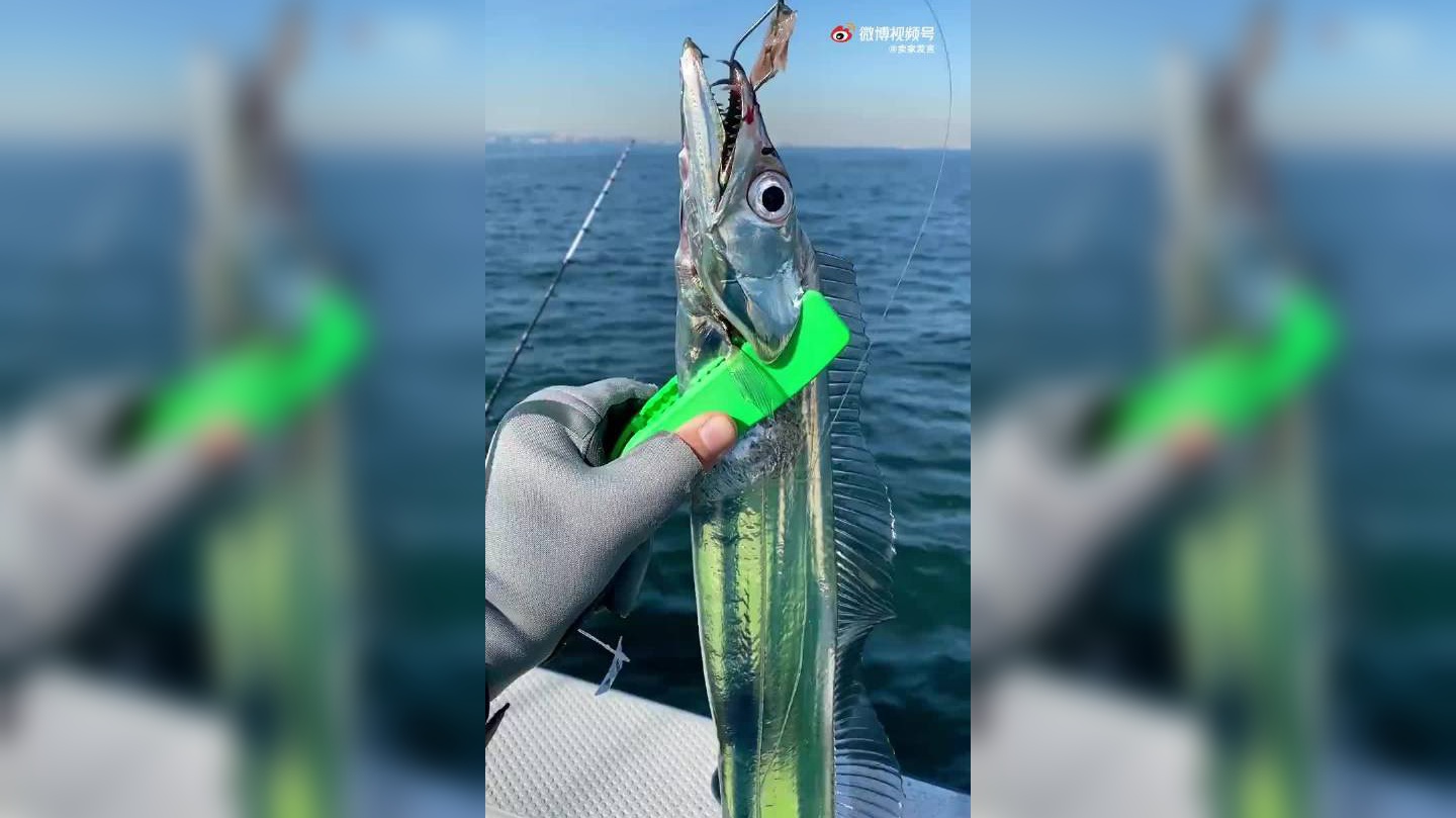 海鲜会烧伐丨刚出水的钓带鱼长啥样?怎么做最好吃?