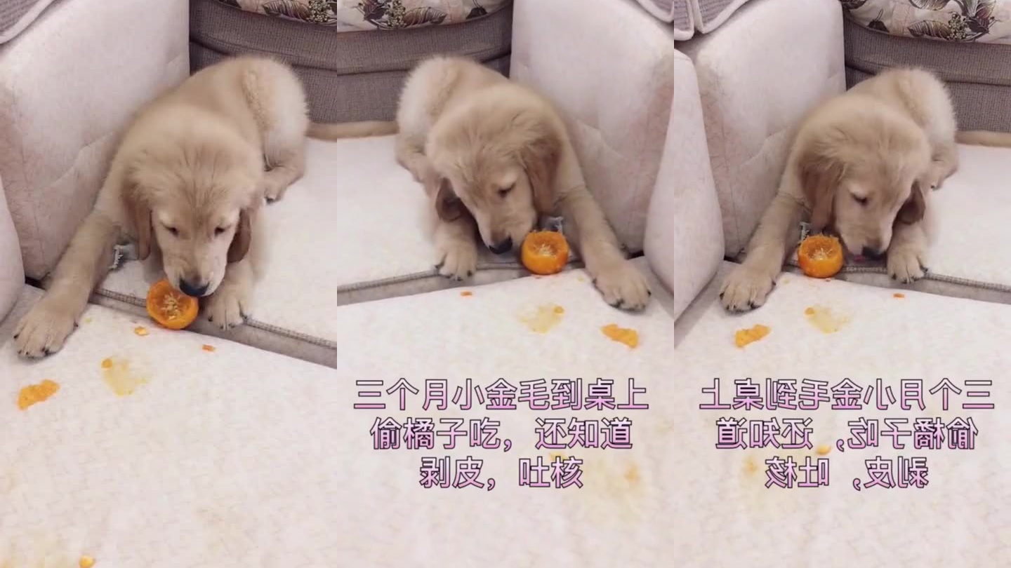 面对主人层出不穷的整蛊手段,二哈和金毛内心纠结!