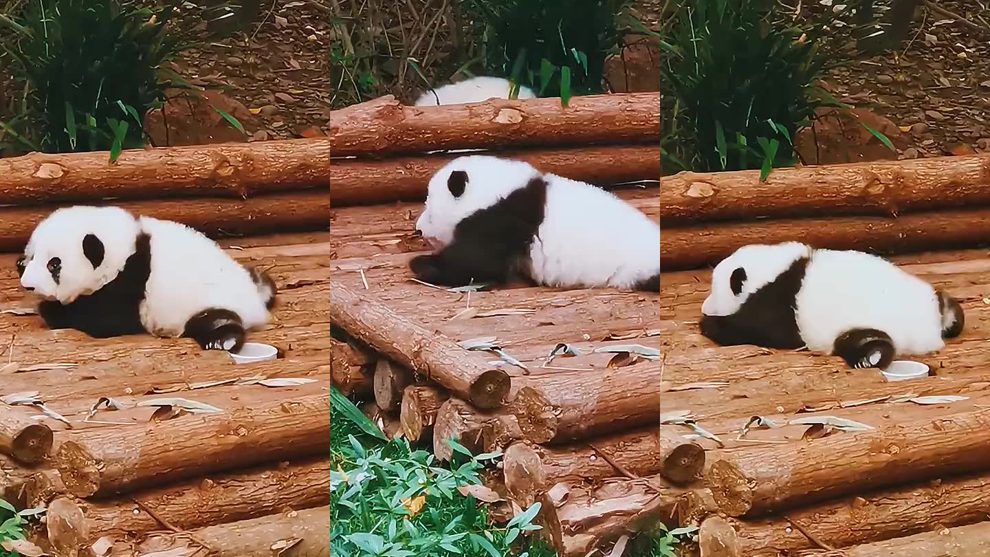 熊猫崽崽比赛爬树有一只小可爱一直被推到