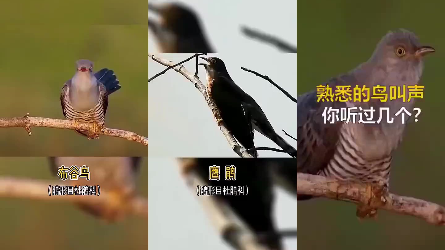 这些鸟叫声,你分得清是哪一种鸟吗? .