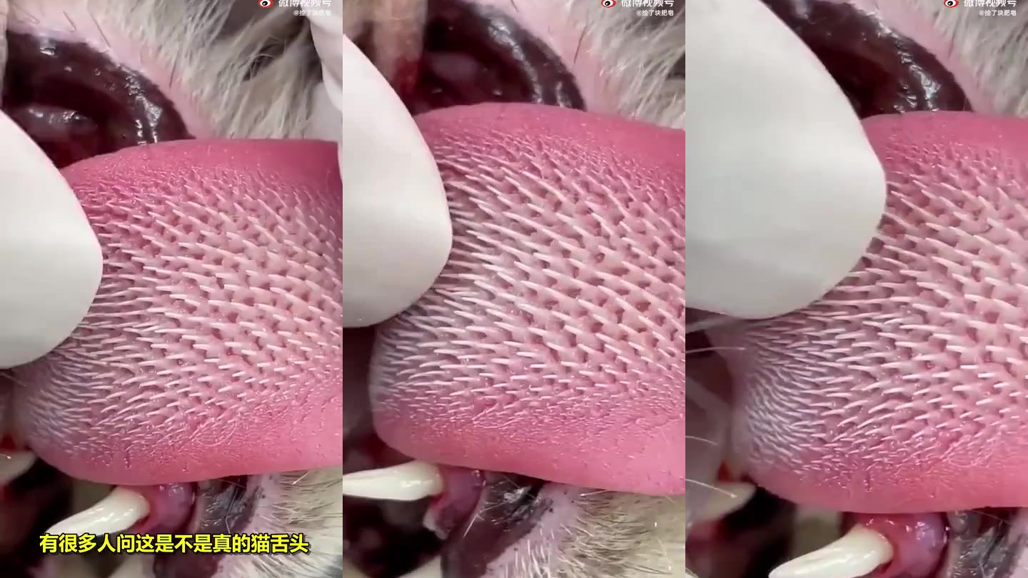 仓鼠太皮一个月拆光家具,主人见状联合猫咪一起打造新窝