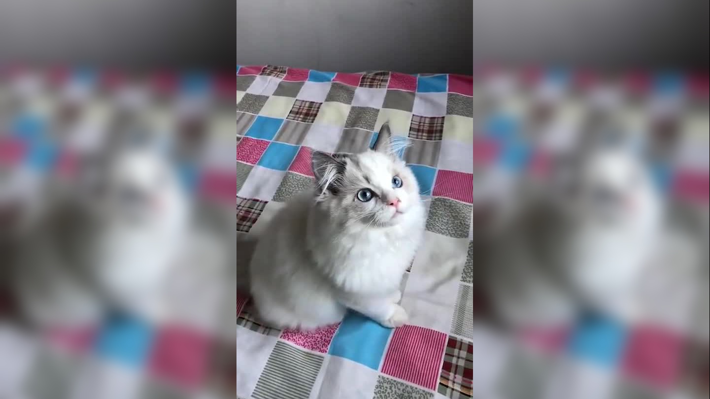 辛巴巴巴噜比啦变装秀,小伙子太逗了