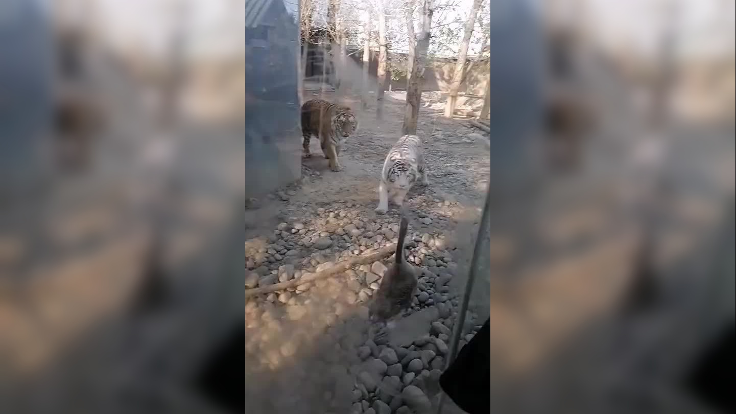 黄鼠狼为何害怕大鹅?难道真是因为打不过?