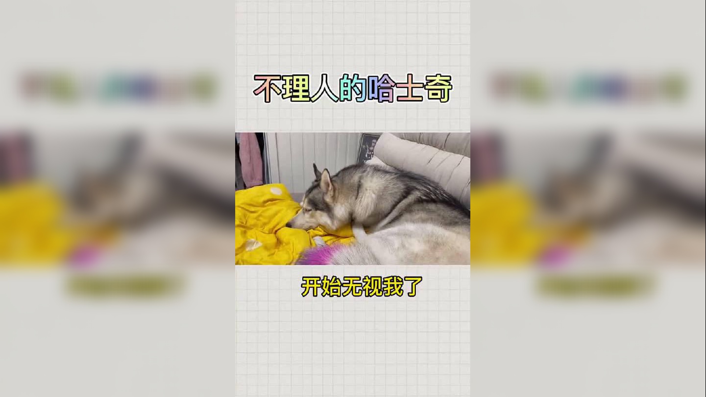 二哈:就算是老子错了,也不会正眼看你,就是这么傲娇