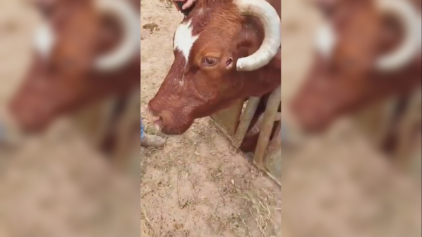 两头牛打架,牛角直接戳进脑袋,被发现时已成了这副模样