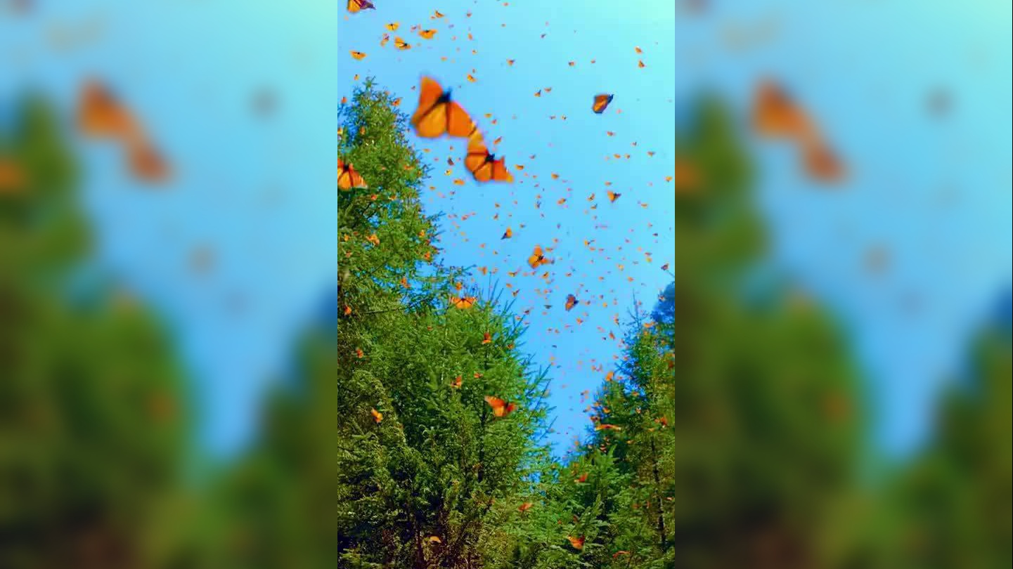 穿过1.5亿只蝴蝶的全世界是什么感觉