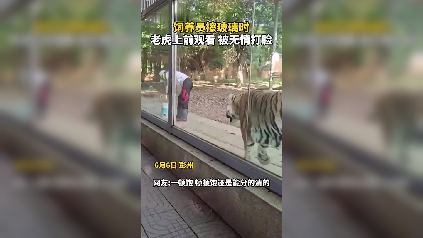 男子为牙疼的老虎拔牙,疼的老虎一口咬住男子,下一秒憋住别笑