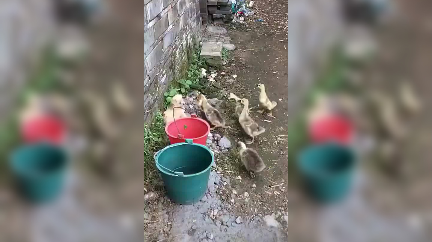 一群鸭子刚冲出门,就冻得赶紧打道回府,镜头拍下搞笑画面