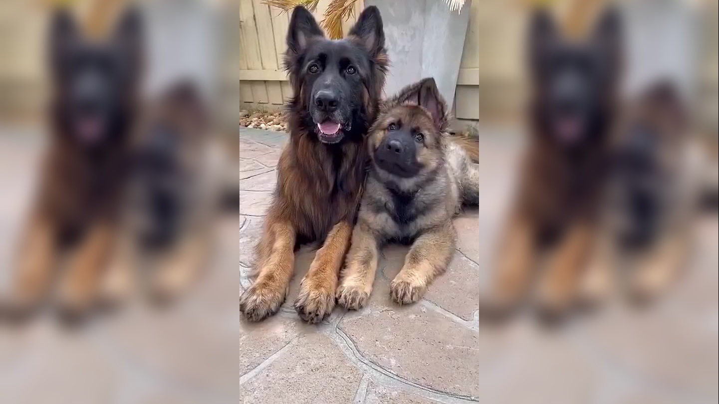 小伙养的几条德牧和马犬,狗狗们都憋疯了