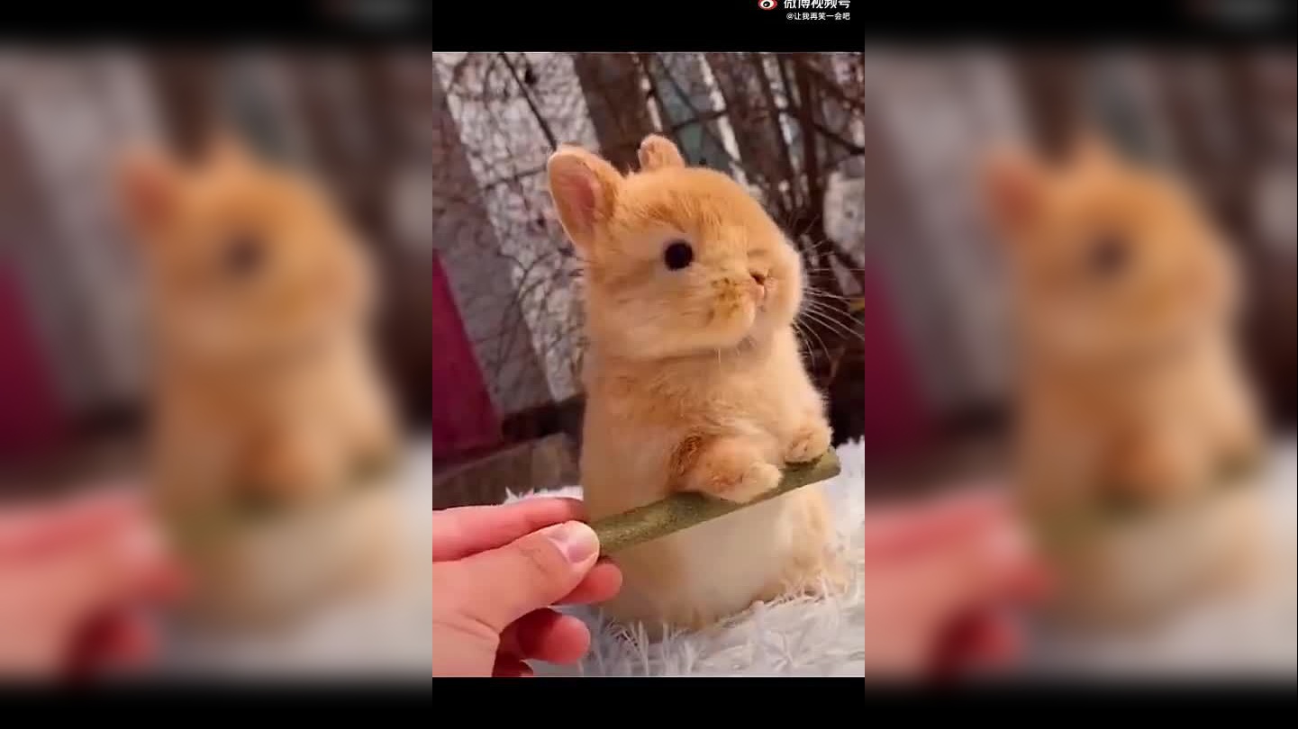 是谁告诉我兔子吃草莓的?