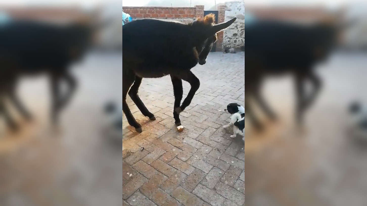 男子在山上休息,驴撒了一泡尿,却不料撒出一个黄金疙瘩!