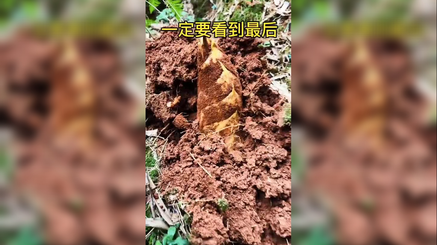 越南妹妹:越南竹笋姑娘见到我脸就一直红,害羞太可爱了.